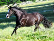 bay_horse_running_510.jpg (80566 bytes)