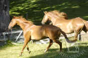 chestnut_horses_running_042.jpg (60141 bytes)