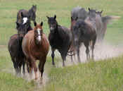 herd_of_horse_013.jpg (61353 bytes)