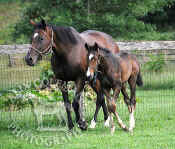mare_and_foal_horses_144.jpg (135851 bytes)
