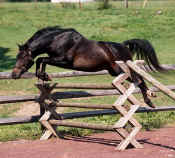 mr_Magic_jump.jpg (38979 bytes)