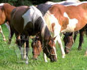 paint_horses_grazing_229.jpg (75326 bytes)